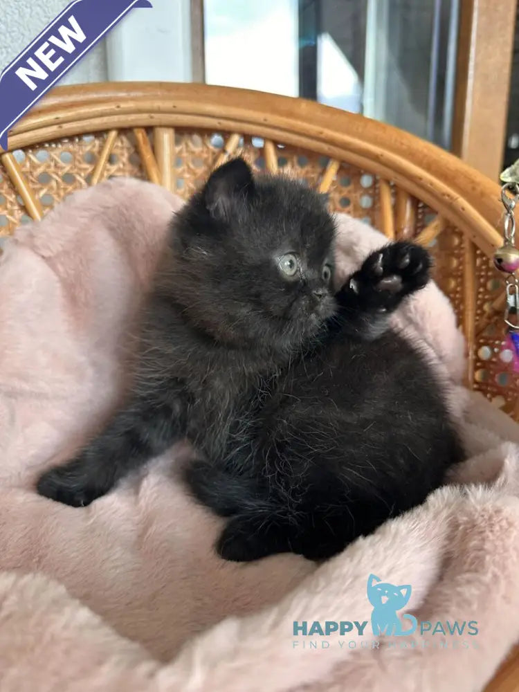 Wiskas Scottish Fold male black live animals