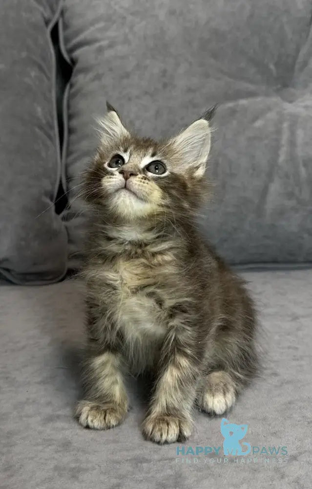 Wiskey Maine Coon female blue tabby live animals