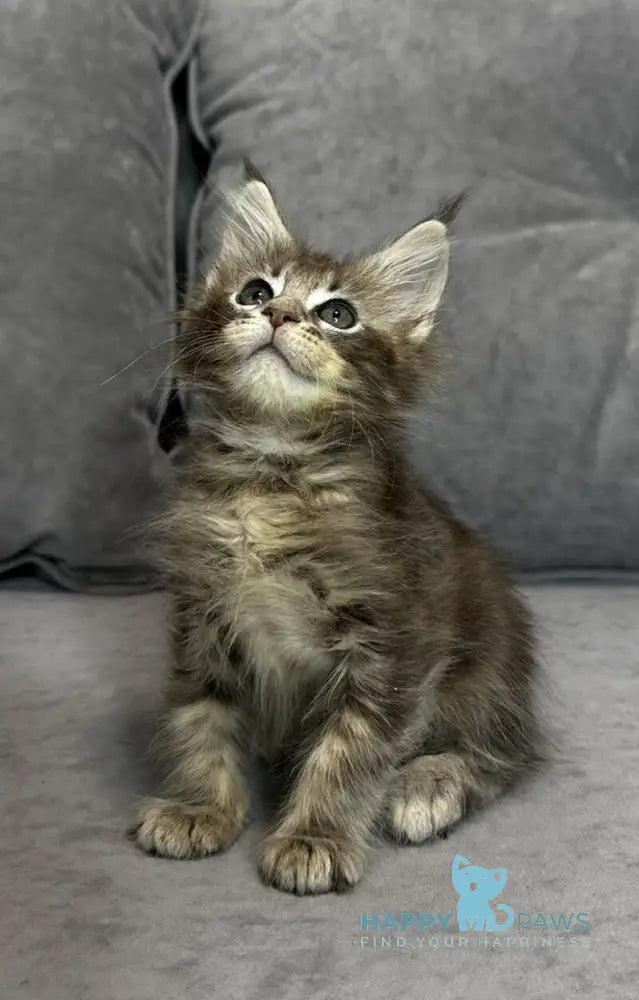 Wiskey Maine Coon female blue tabby live animals