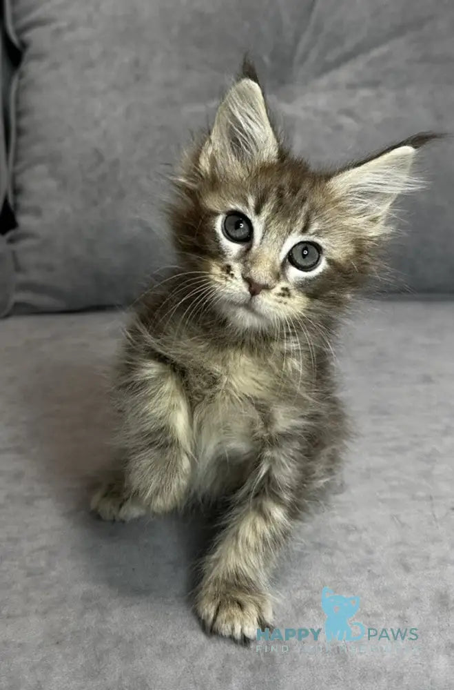 Wiskey Maine Coon female blue tabby live animals