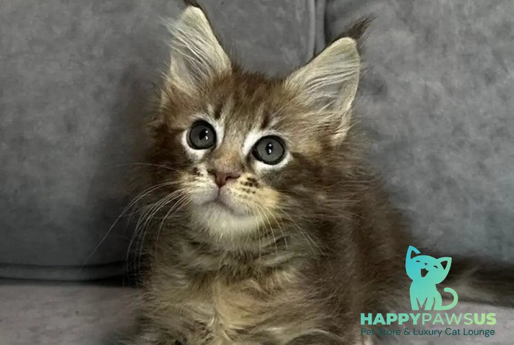 Wiskey Maine Coon female blue tabby live animals