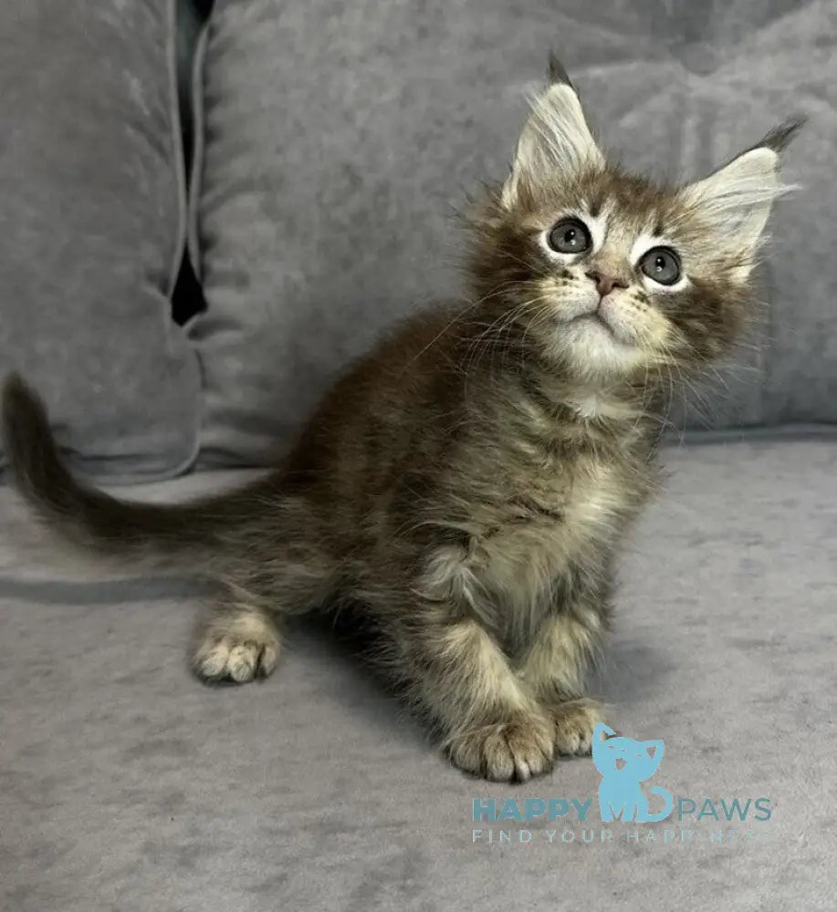 Wiskey Maine Coon female blue tabby live animals