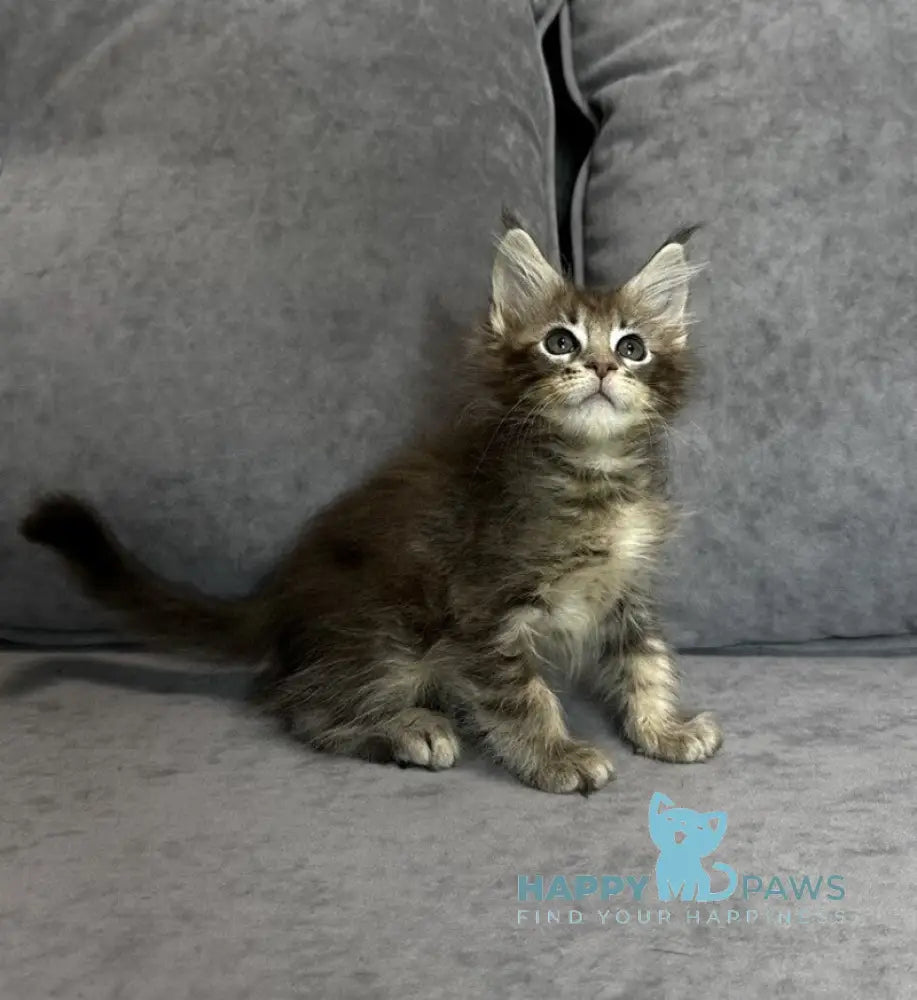 Wiskey Maine Coon female blue tabby live animals