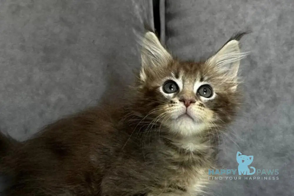 Wiskey Maine Coon female blue tabby live animals