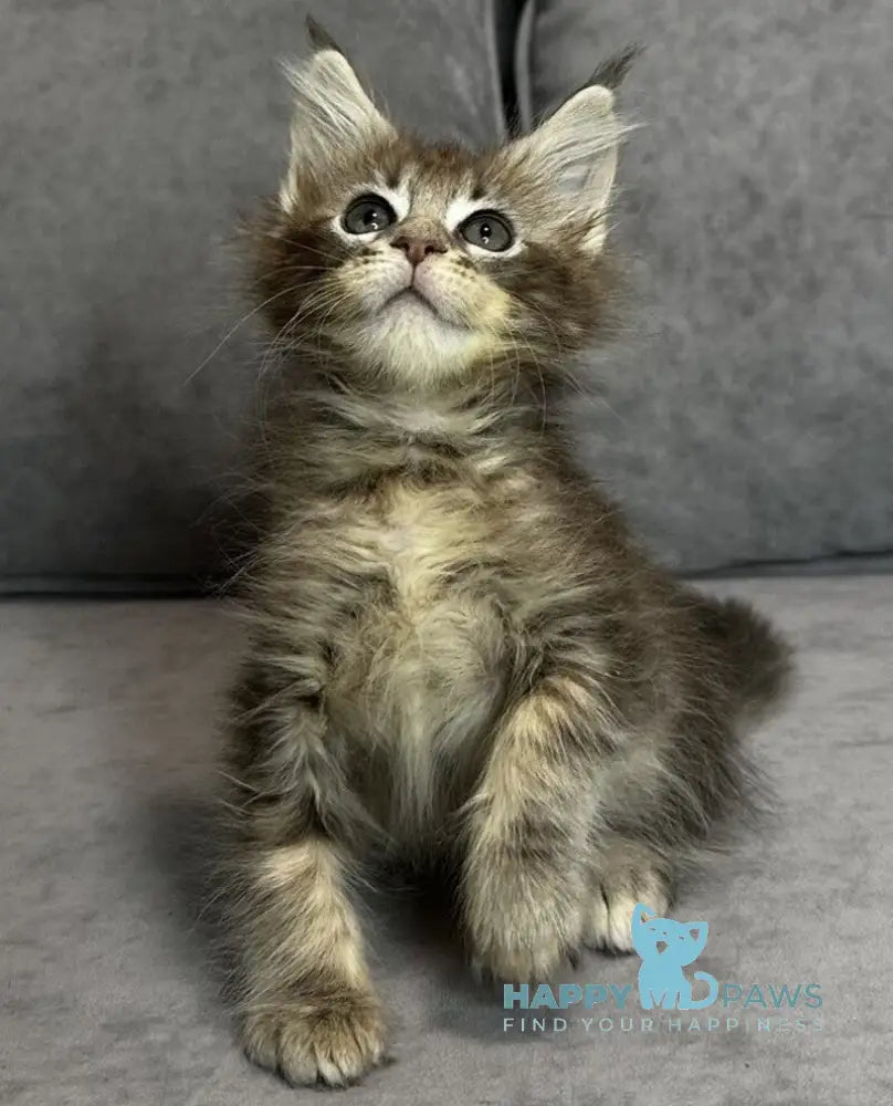 Wiskey Maine Coon female blue tabby live animals