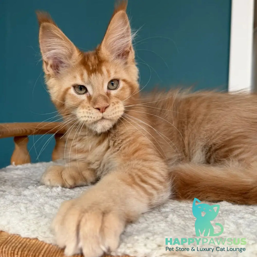 Wiski Maine Coon male red - live animals