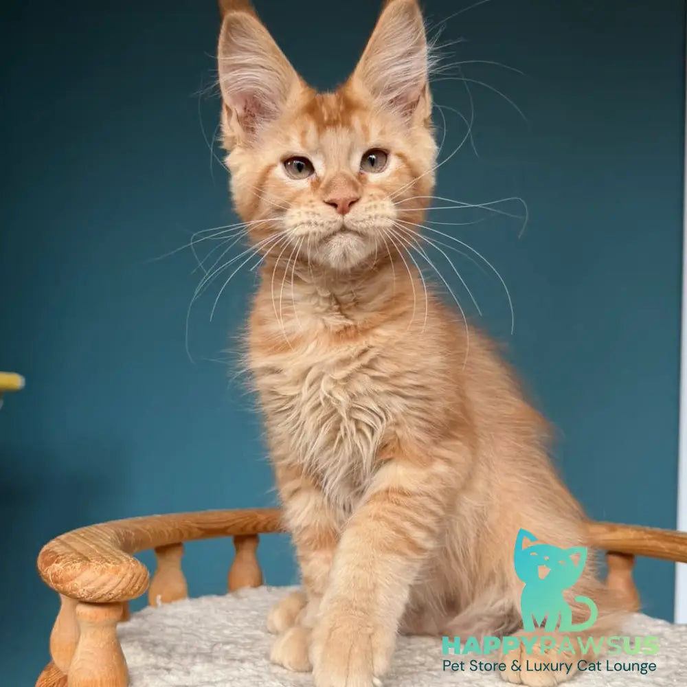Wiski Maine Coon male red - live animals