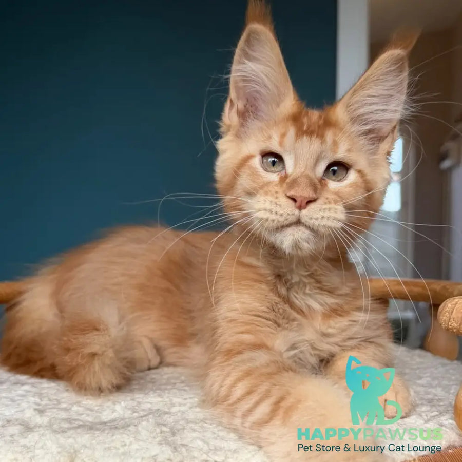 Wiski Maine Coon male red - live animals