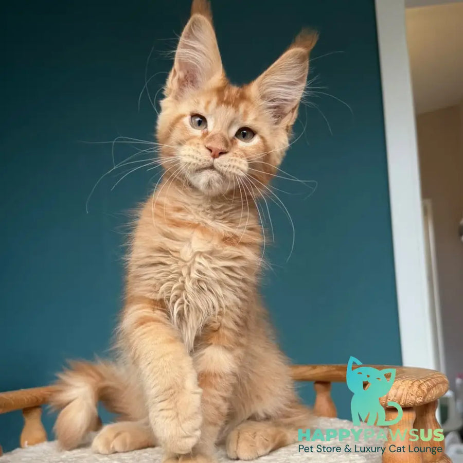 Wiski Maine Coon male red - live animals