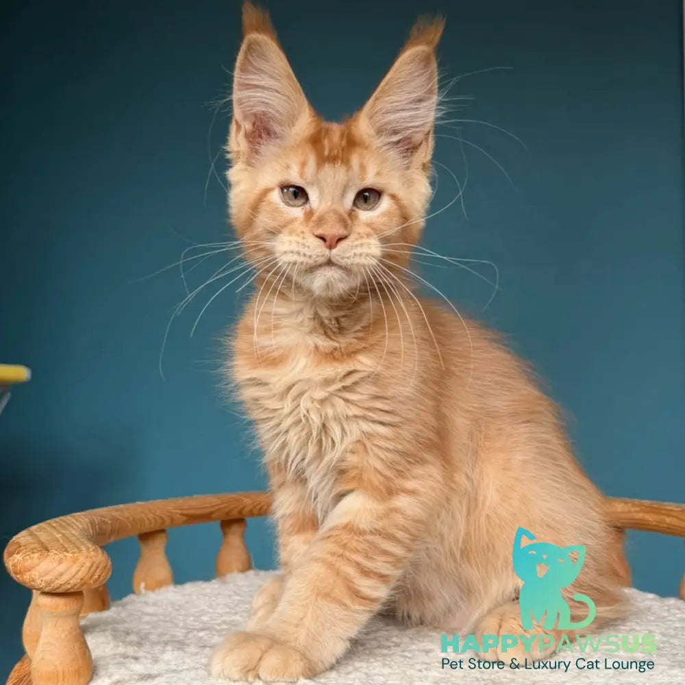 Wiski Maine Coon male red - live animals