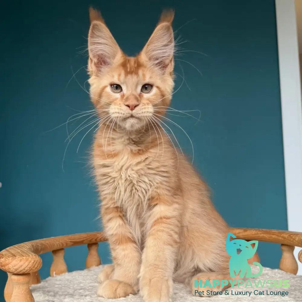 Wiski Maine Coon male red - live animals