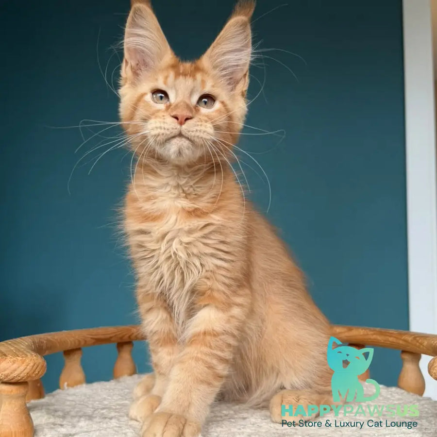 Wiski Maine Coon male red - live animals