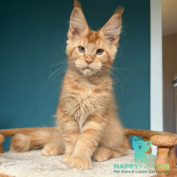 Wiski Maine Coon male red - live animals