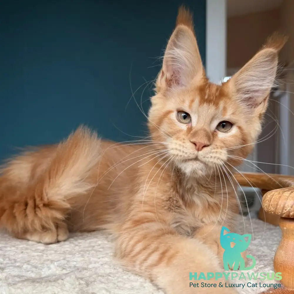 Wiski Maine Coon male red - live animals