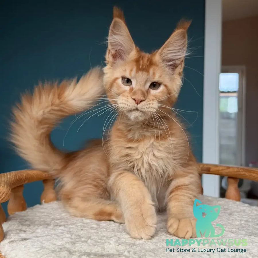 Wiski Maine Coon male red - live animals