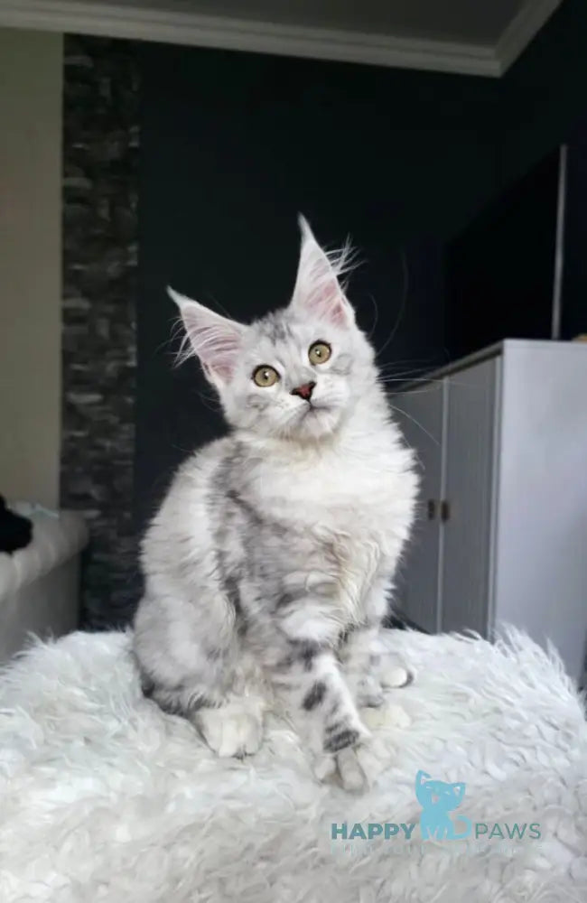 Wisky Maine Coon female black tortie silver tabby live animals