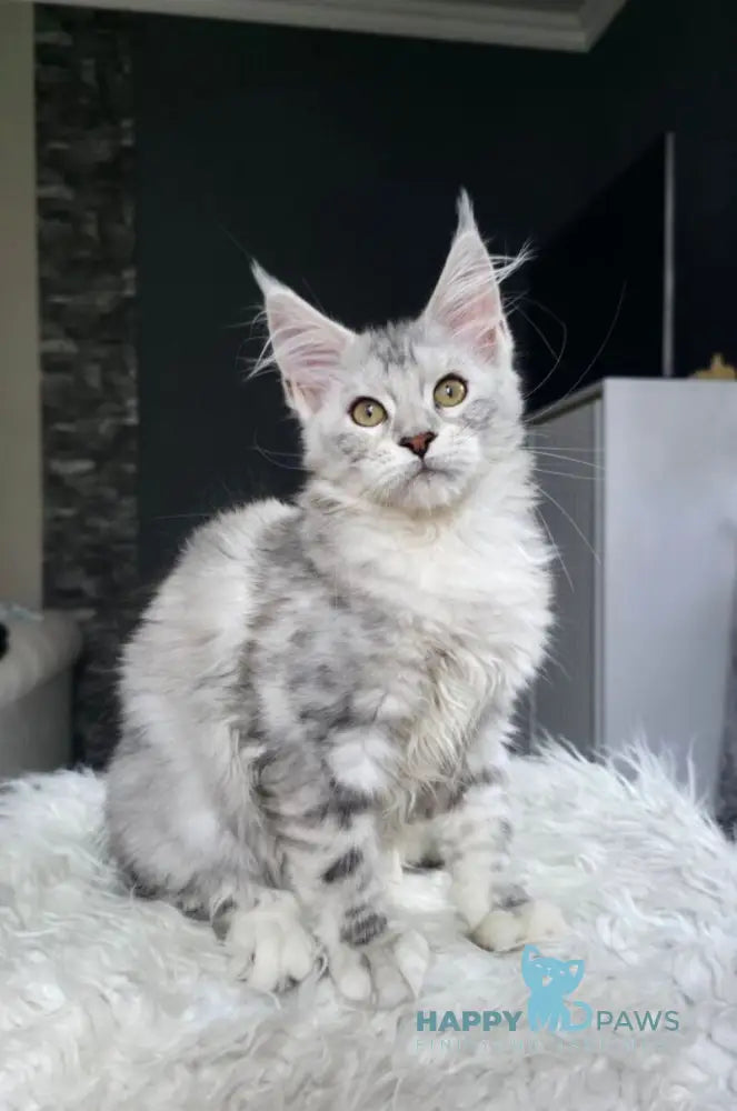 Wisky Maine Coon female black tortie silver tabby live animals