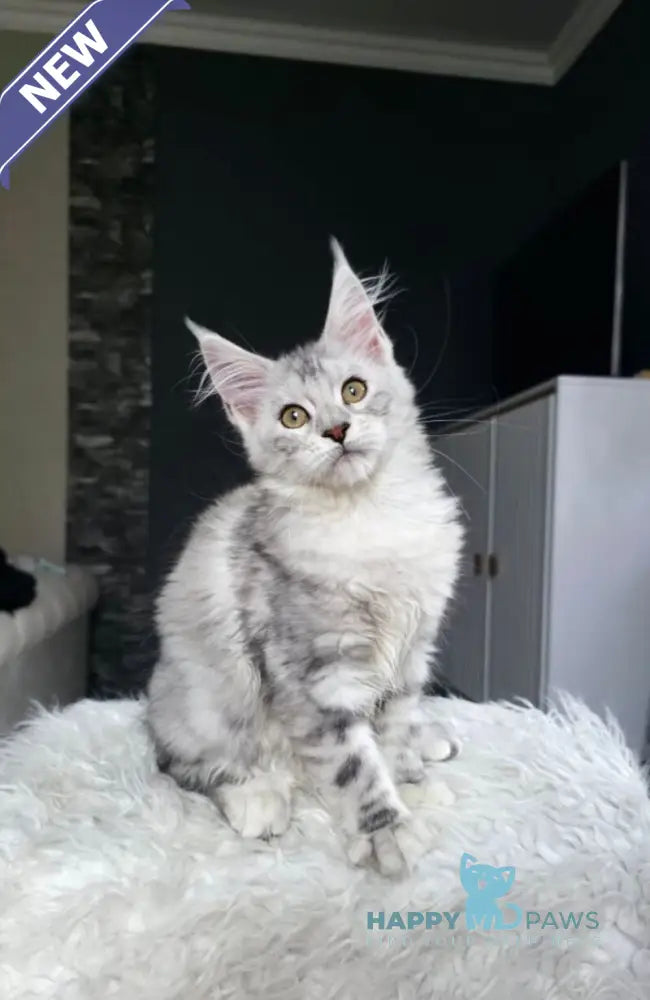 Wisky Maine Coon female black tortie silver tabby live animals