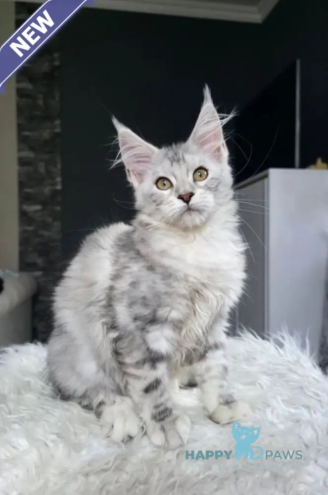 Wisky Maine Coon female black tortie silver tabby live animals