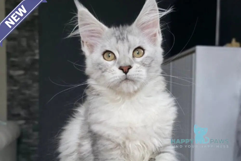 Wisky Maine Coon female black tortie silver tabby live animals
