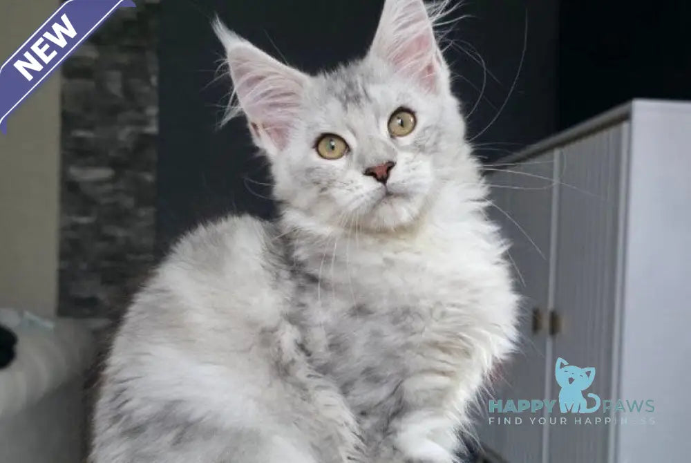 Wisky Maine Coon female black tortie silver tabby live animals