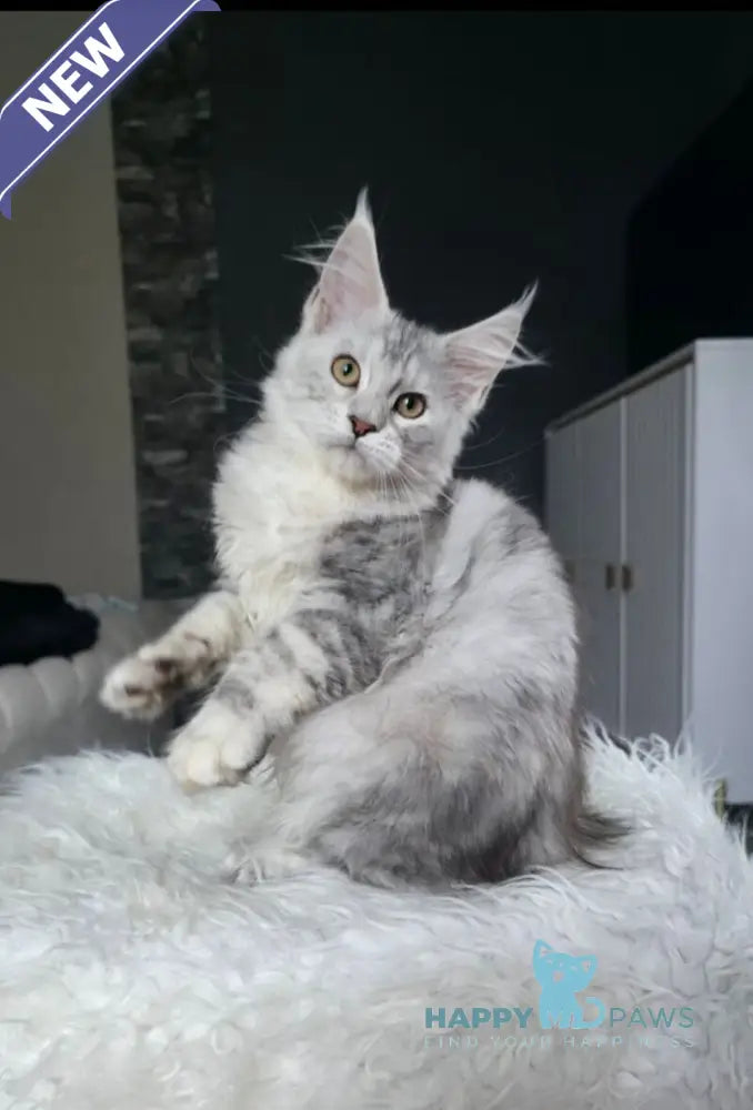 Wisky Maine Coon female black tortie silver tabby live animals