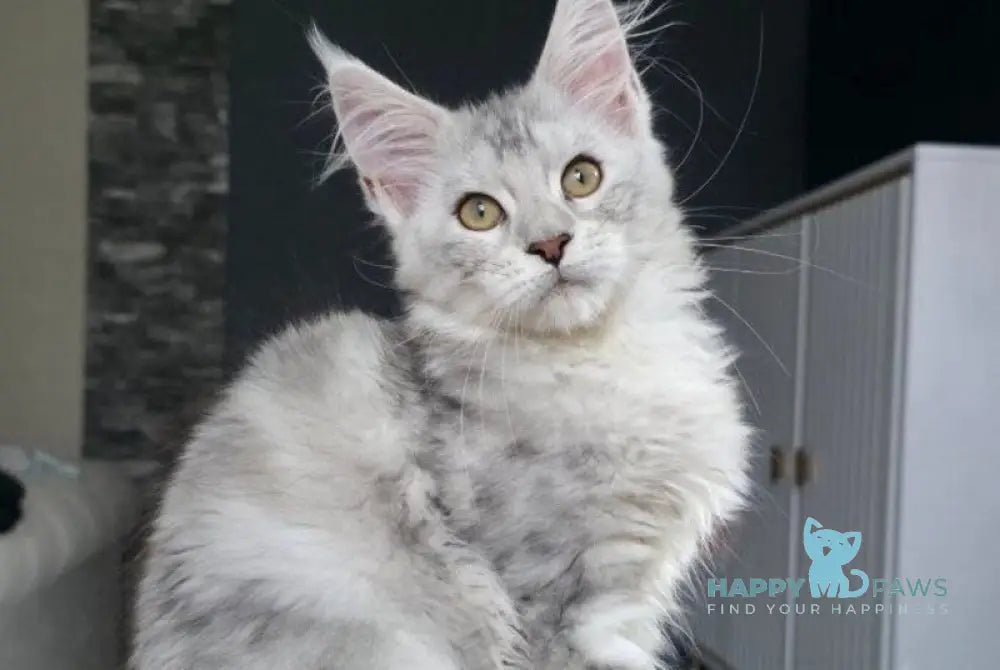 Wisky Maine Coon female black tortie silver tabby live animals