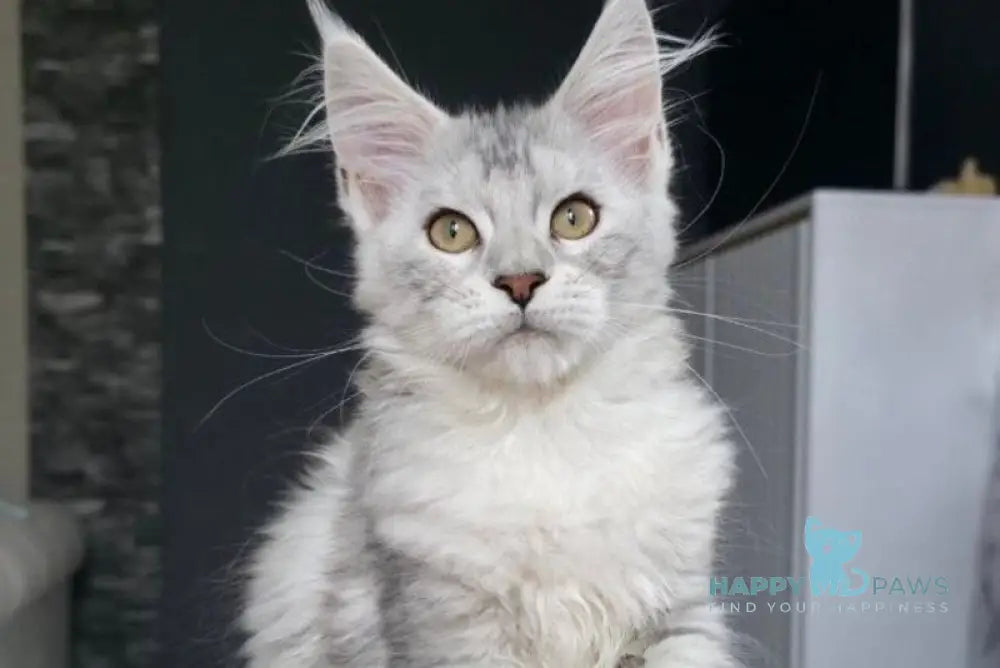 Wisky Maine Coon female black tortie silver tabby live animals