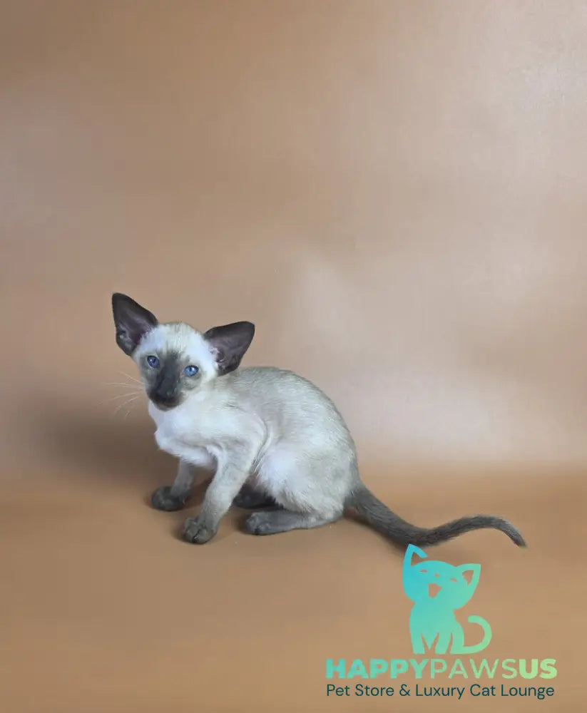 Wisp Siamese male black - live animals