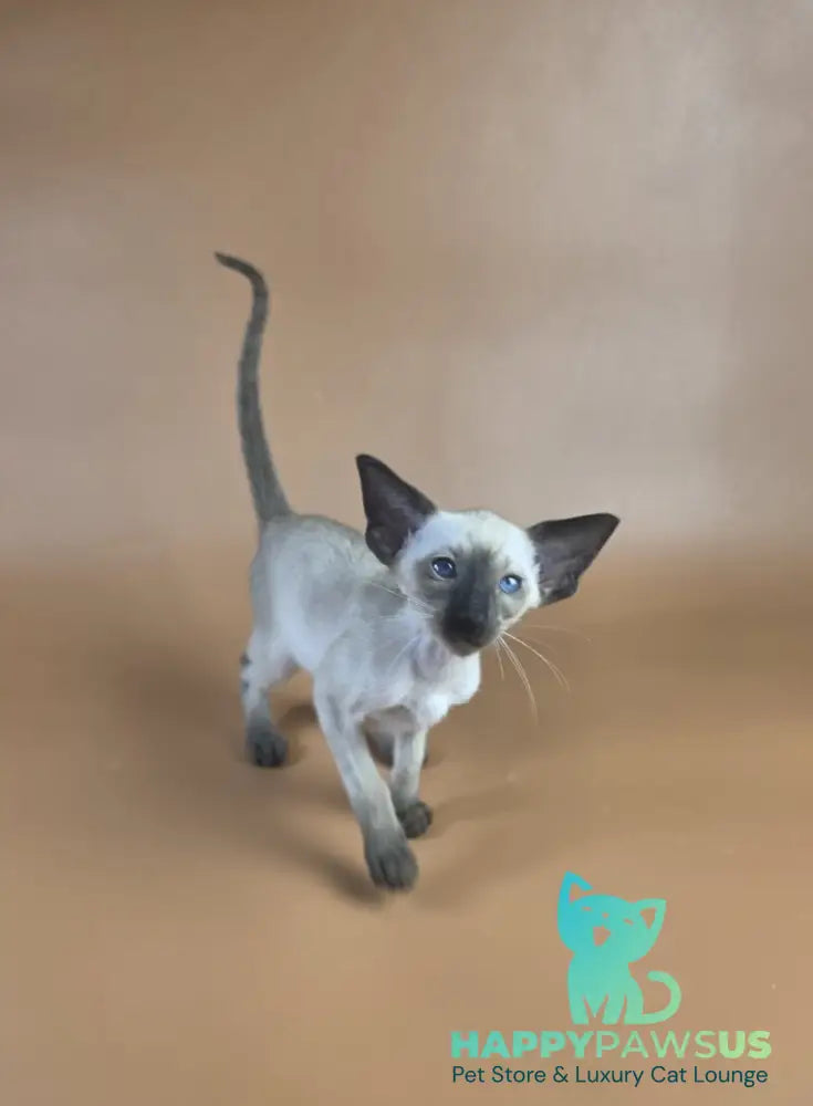 Wisp Siamese male black - live animals