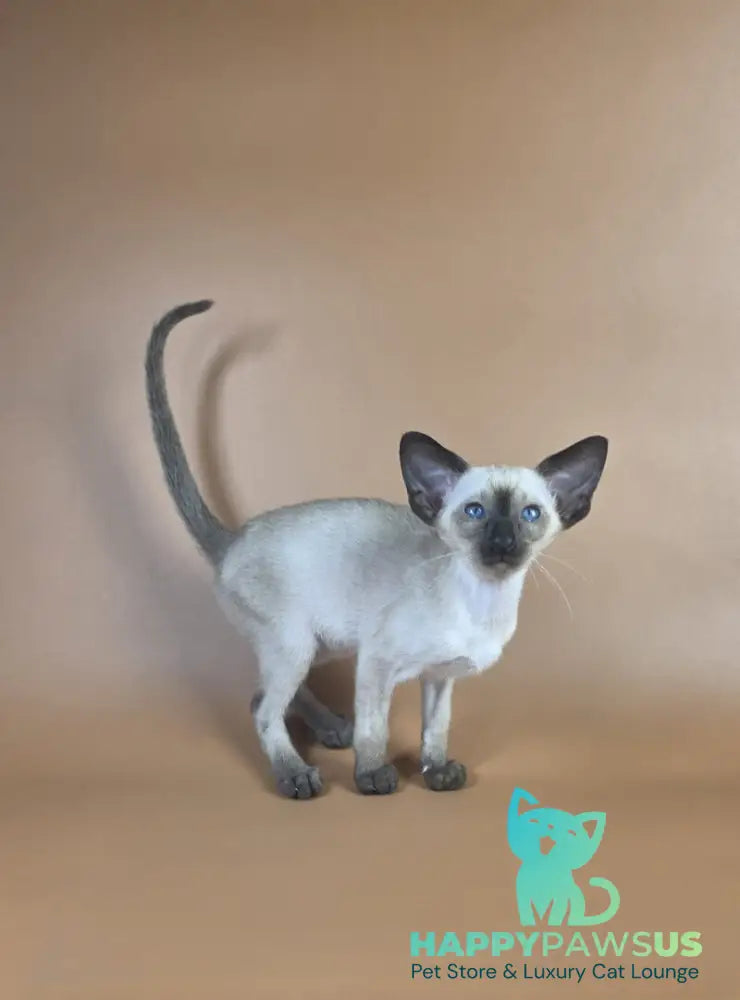 Wisp Siamese male black - live animals