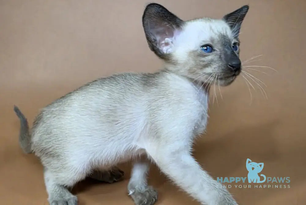 Wisp Siamese male black - live animals