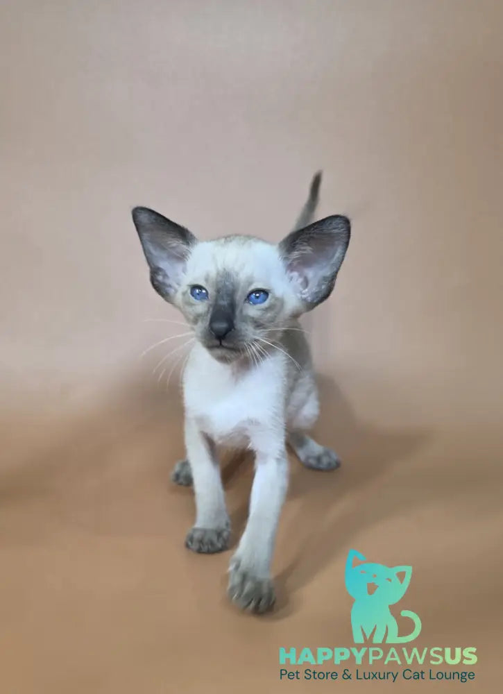 Wisp Siamese male black - live animals
