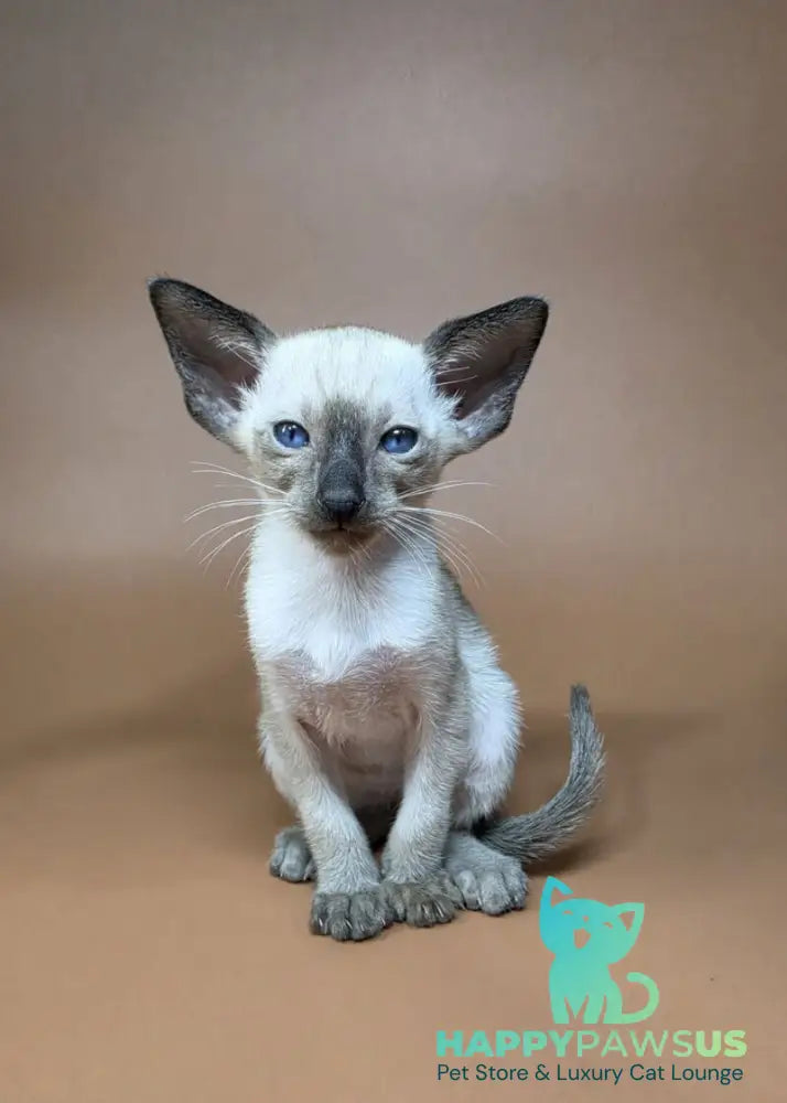 Wisp Siamese male black - live animals