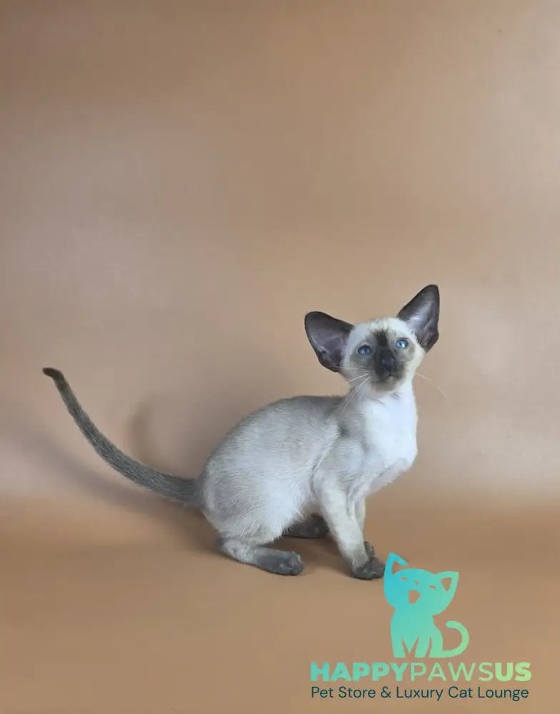 Wisp Siamese male black - live animals