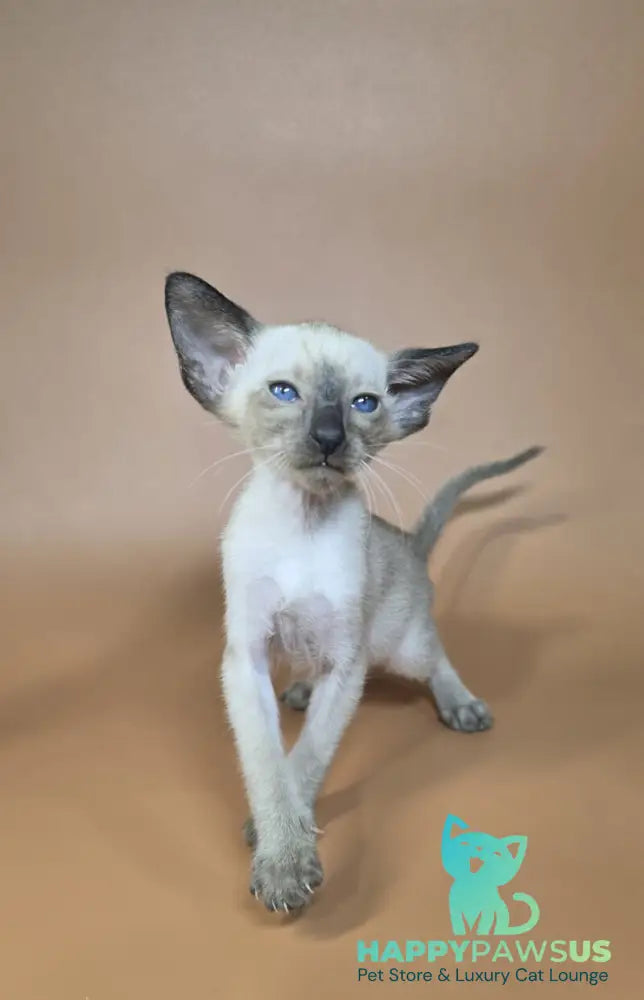 Wisp Siamese male black - live animals