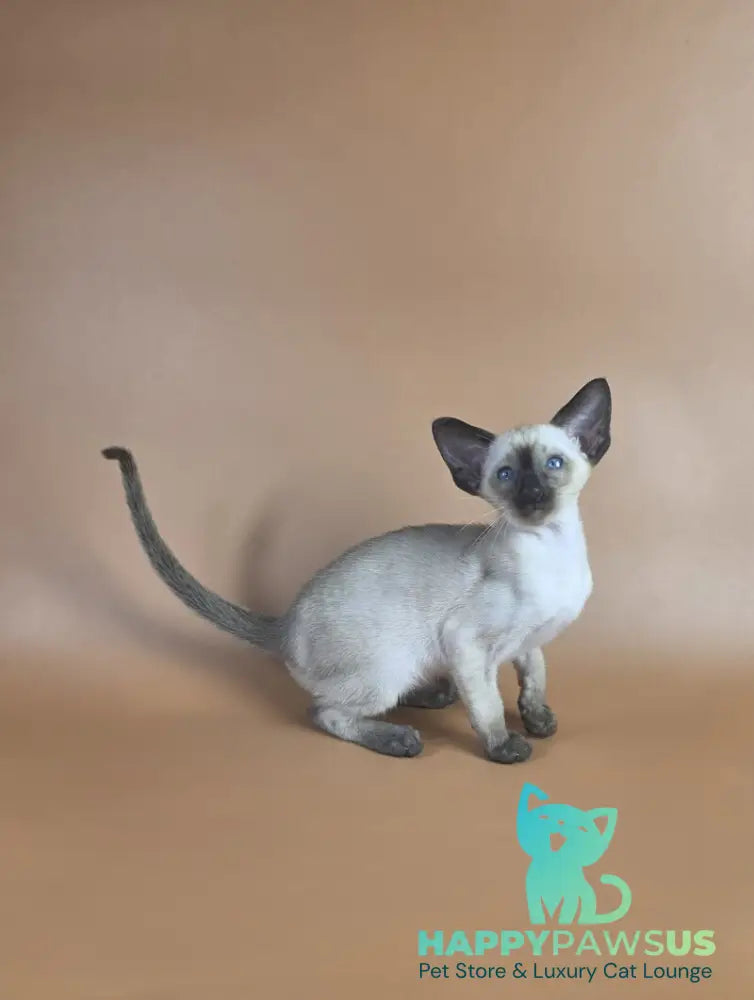 Wisp Siamese male black - live animals