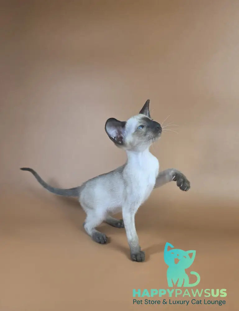 Wisp Siamese male black - live animals