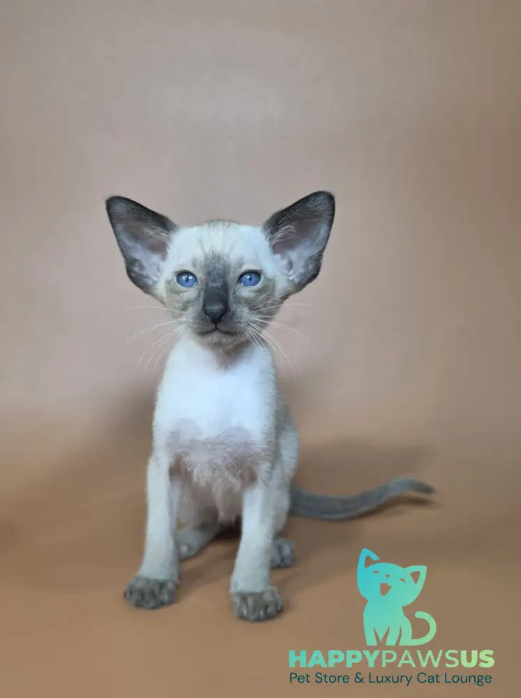 Wisp Siamese male black - live animals