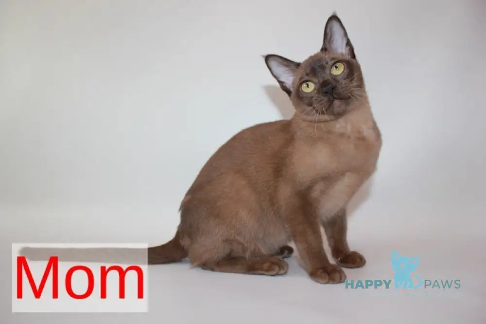 Wisteria Burmese female sable live animals