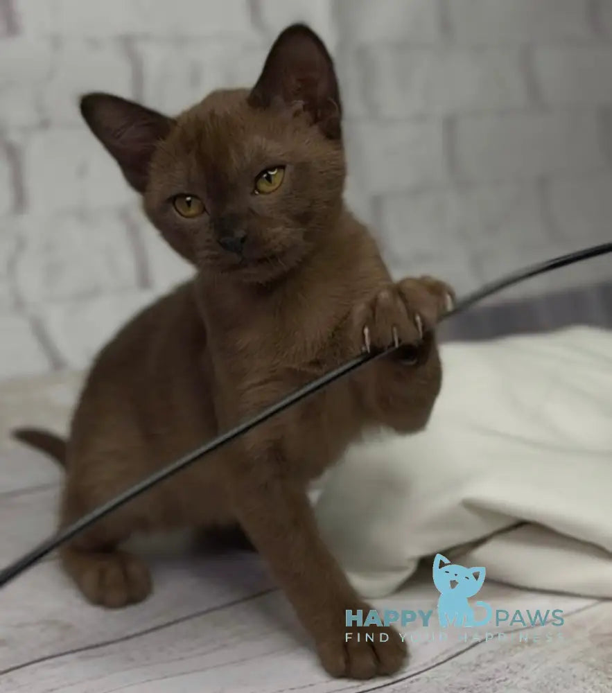 Wisteria Burmese female sable live animals