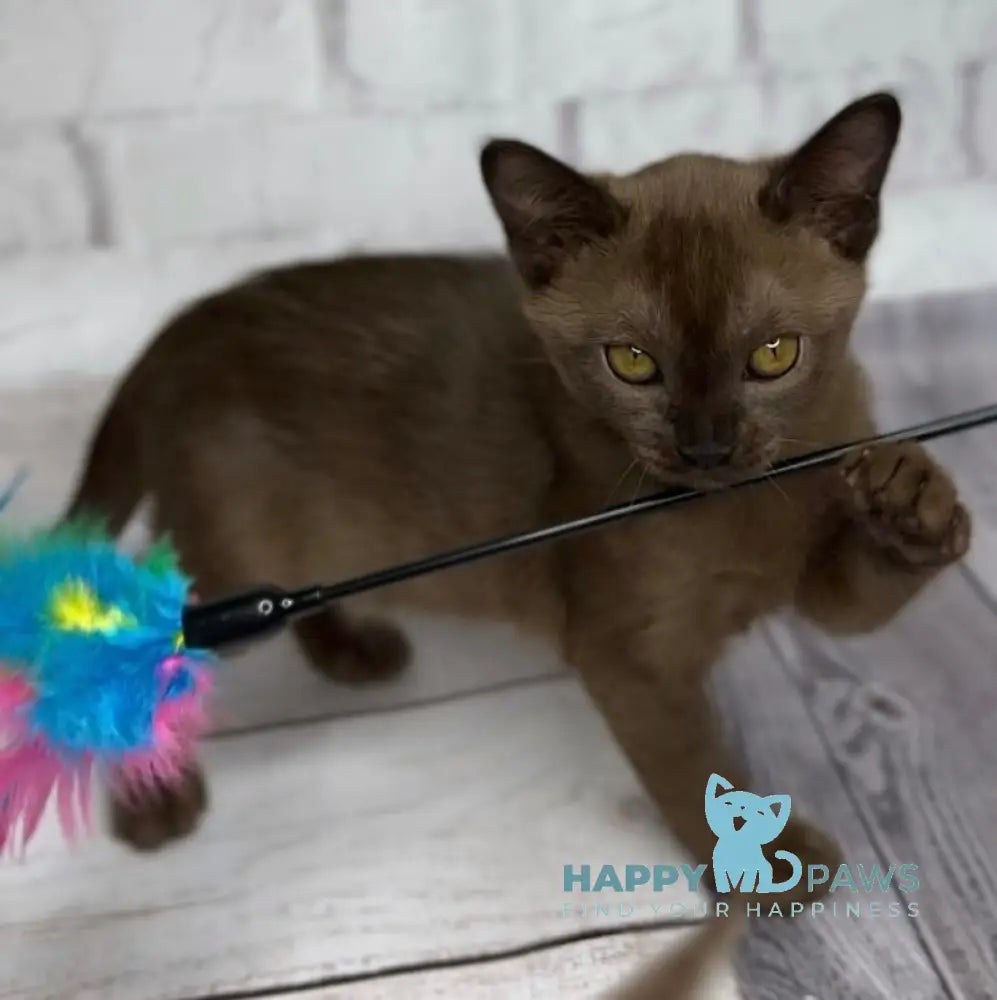 Wisteria Burmese female sable live animals