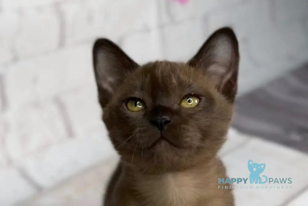 Wisteria Burmese female sable live animals
