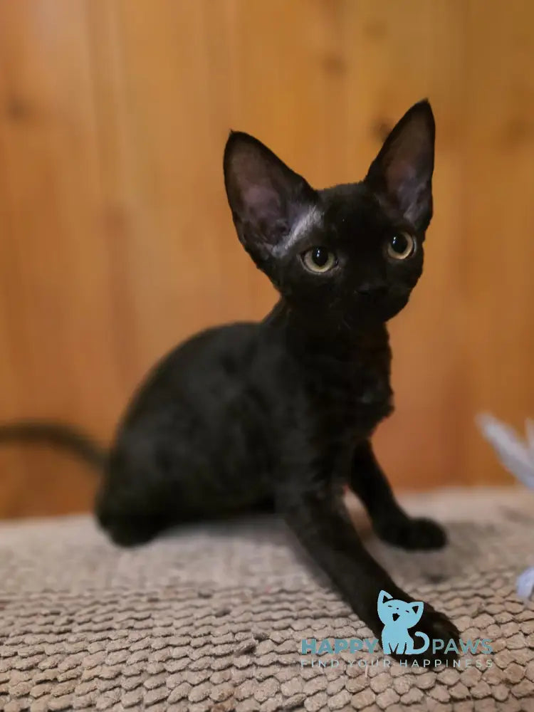 Wisteria Devon Rex female black live animals