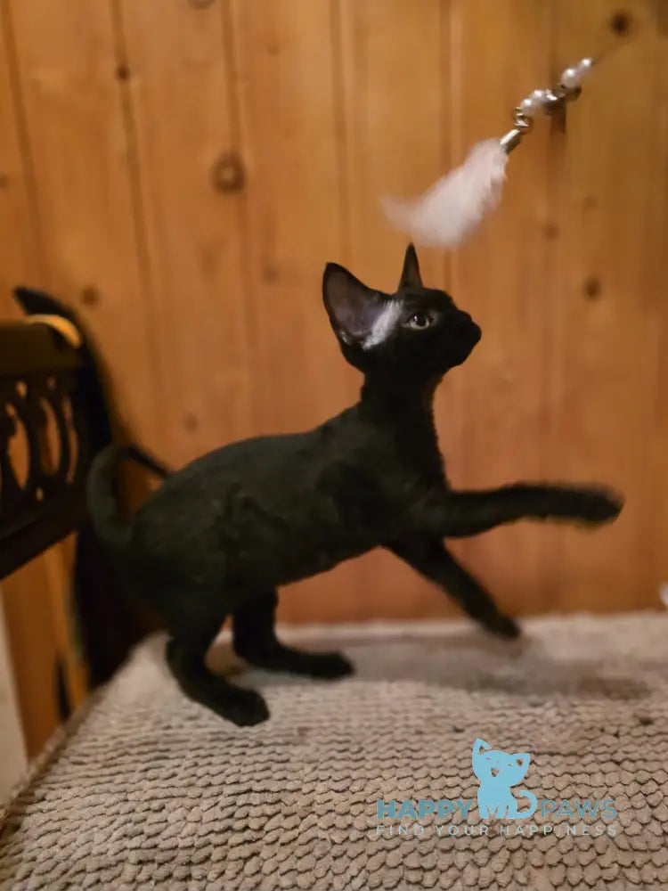 Wisteria Devon Rex female black live animals