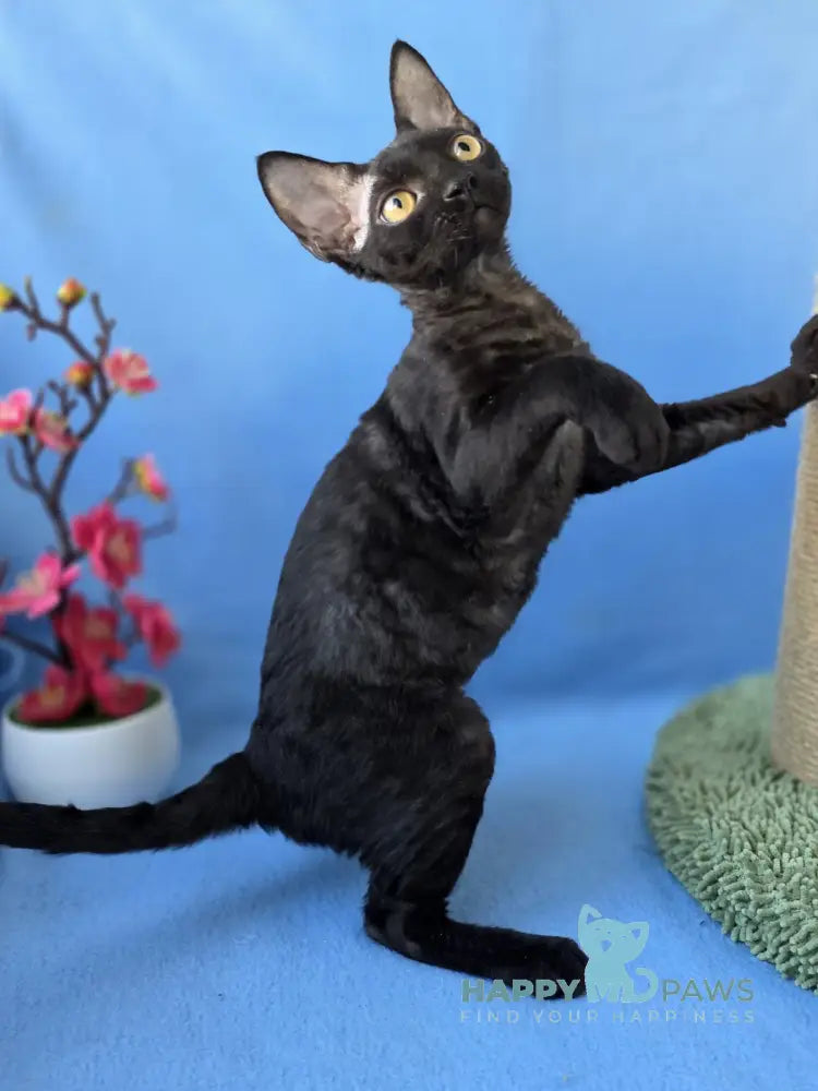 Wisteria Devon Rex female black live animals