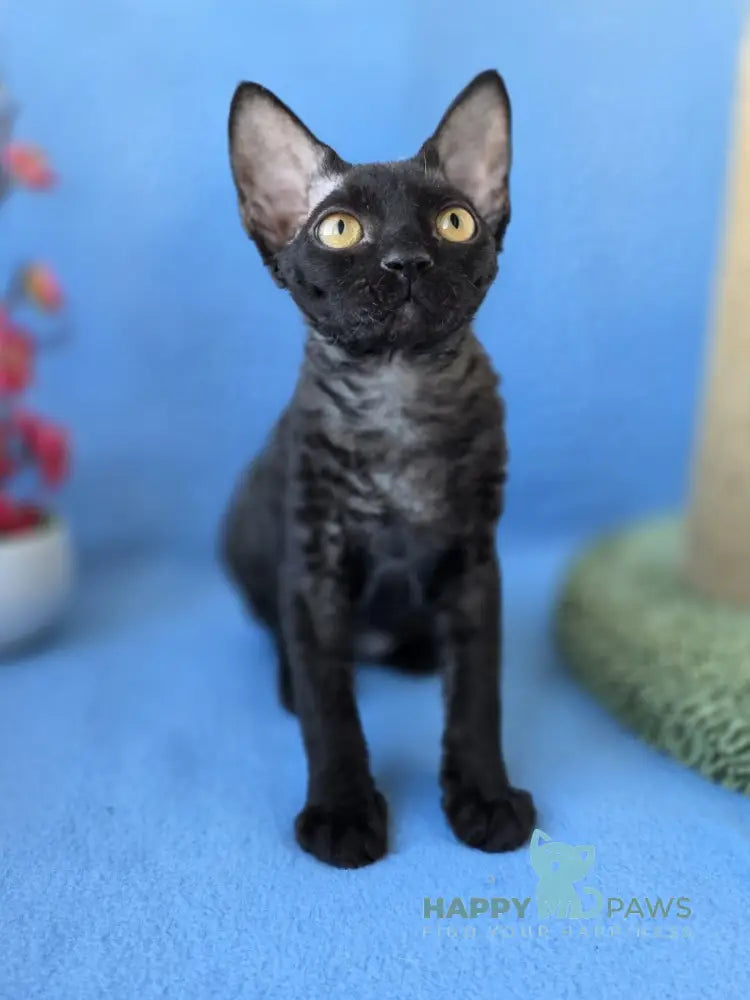 Wisteria Devon Rex female black live animals