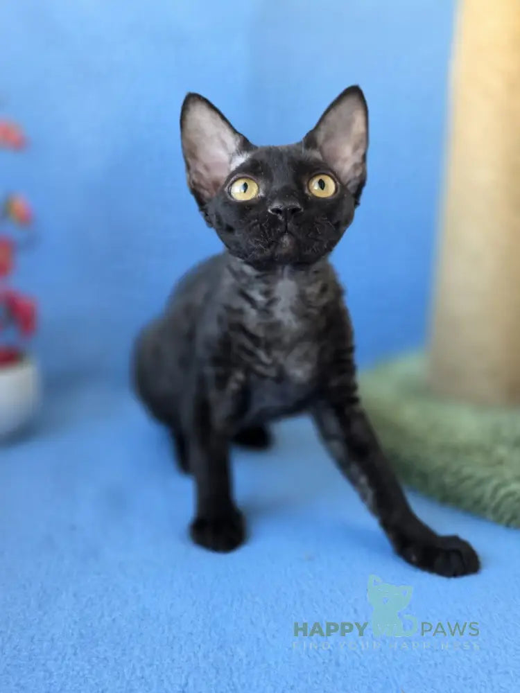 Wisteria Devon Rex female black live animals