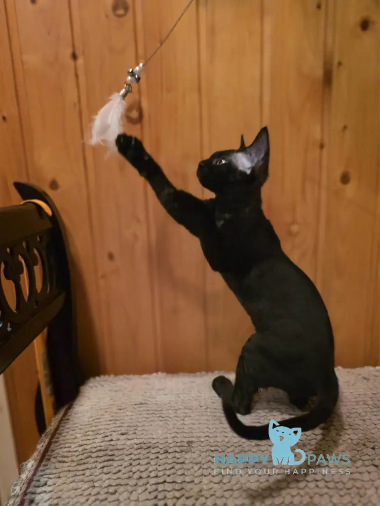 Wisteria Devon Rex female black live animals