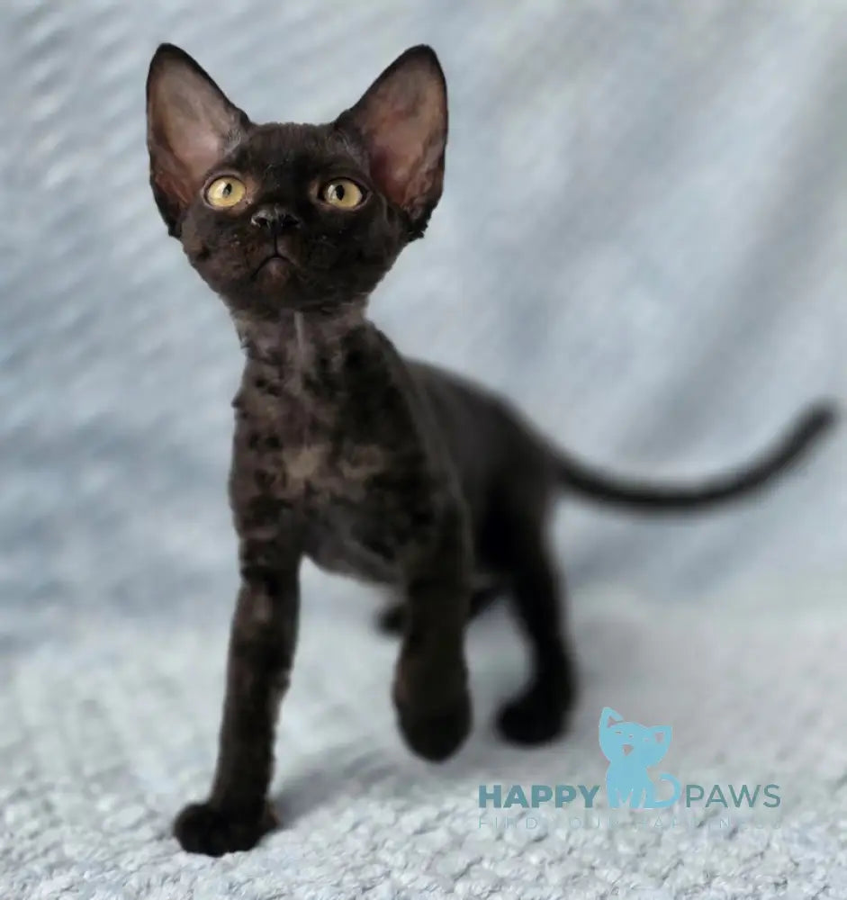 Wisteria Devon Rex female black live animals